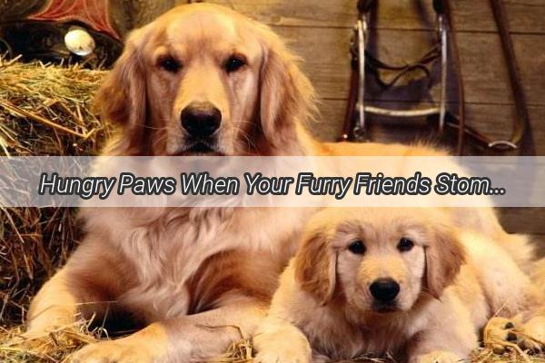 Hungry Paws When Your Furry Friends Stomach Rumbles and Your Heart Swells